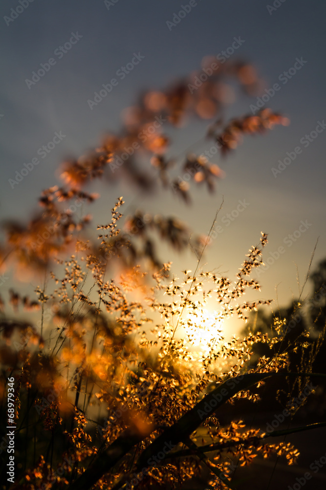Low angle sunlight shines through beautifully flowering weeds