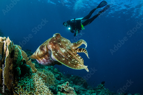 Broadclub cuttlefish Sepia latimanus in Gorontalo  underwater