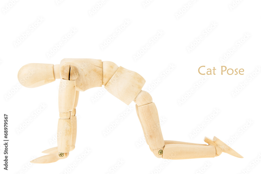 yoga cat pose yoga cat pose