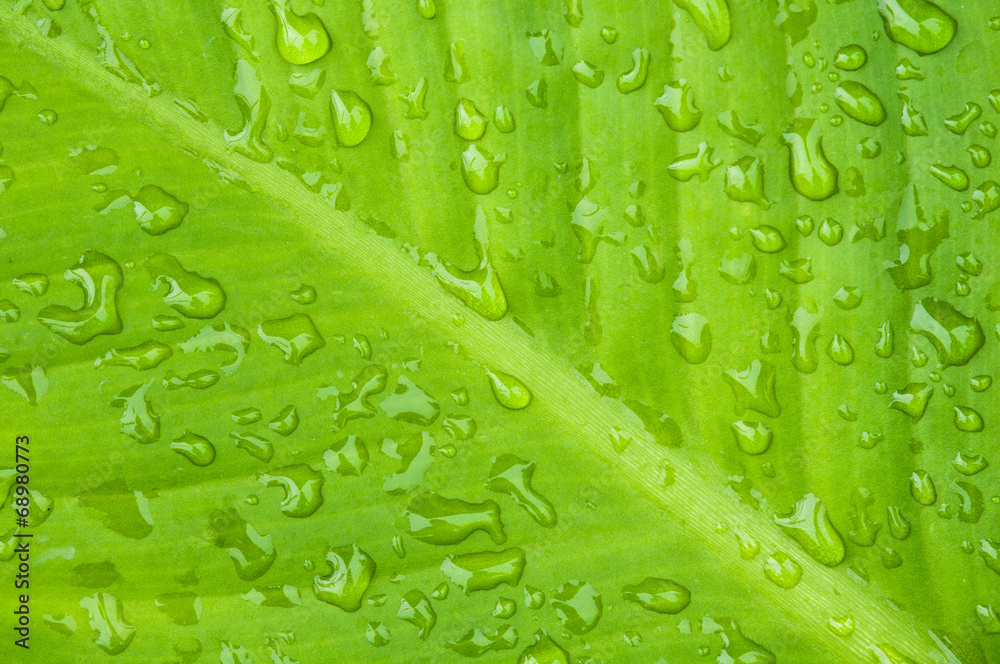 close up drop on green leaf