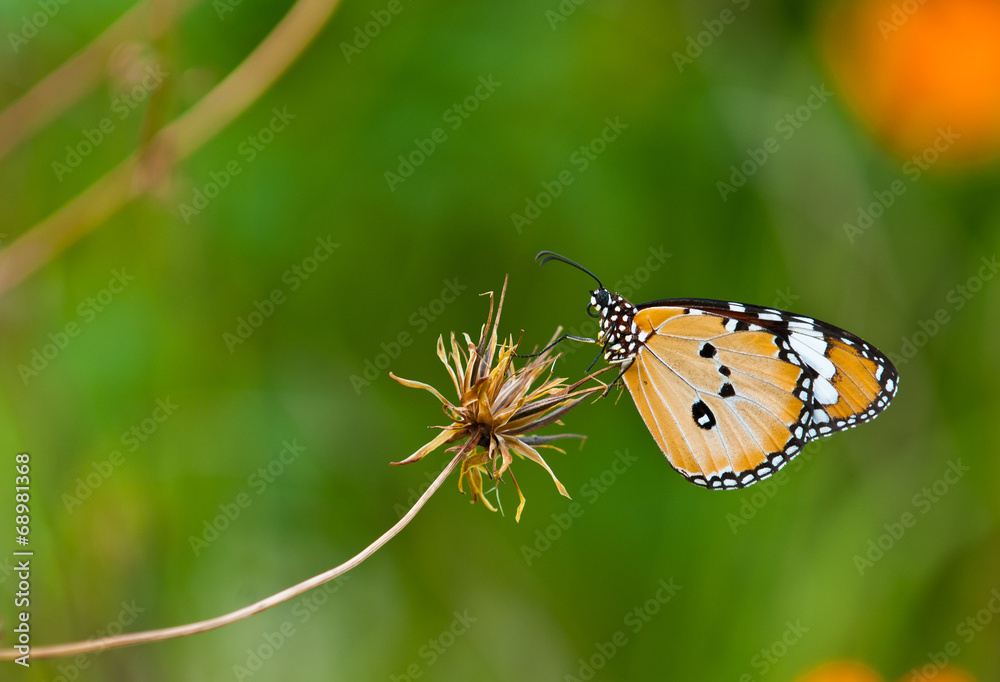 plain tiger butterfly close up plain tiger butterfly close up