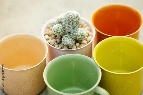 Cactus with colorful flowerpot