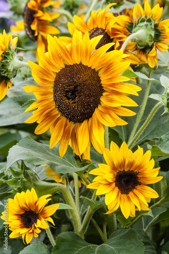 garden sunflowers