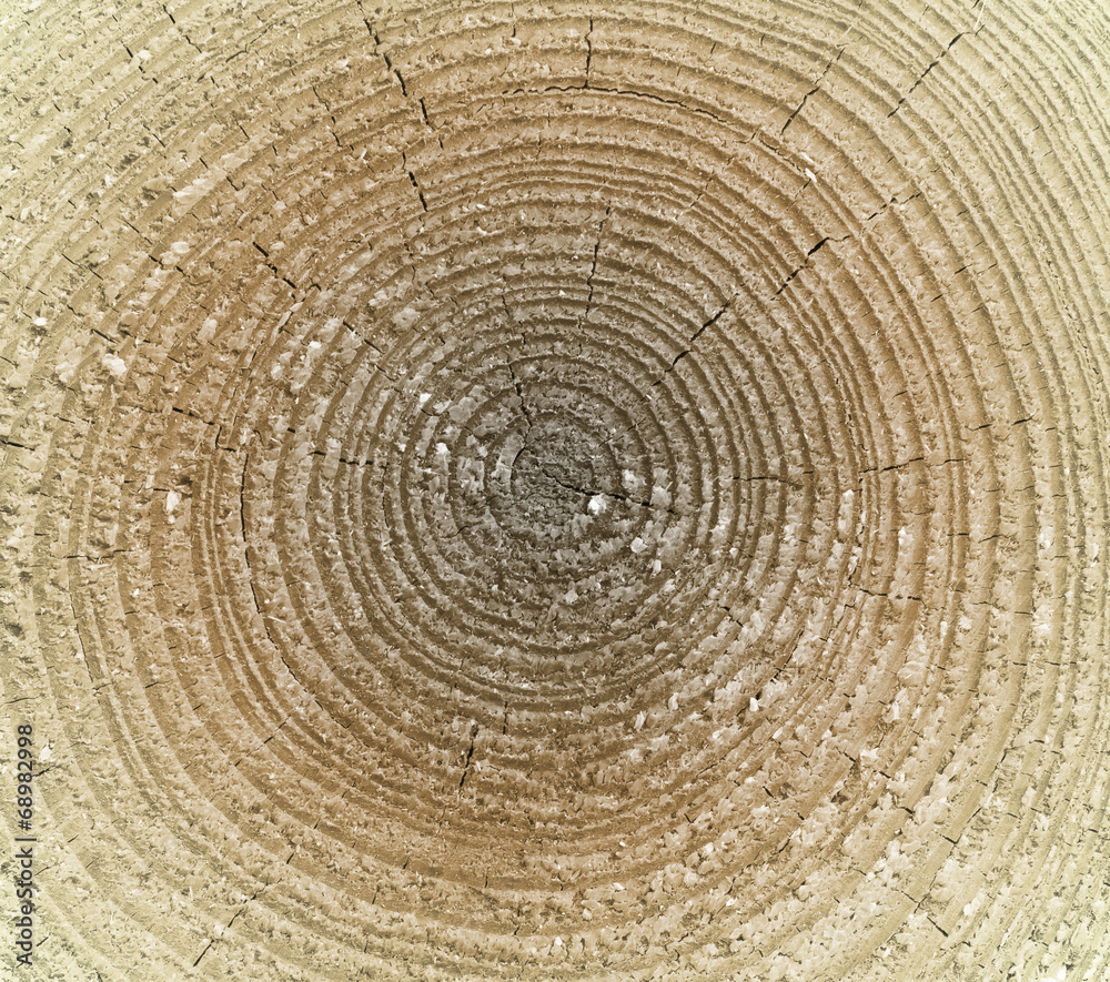 Close-up wooden texture, colored Close-up wooden texture, colored