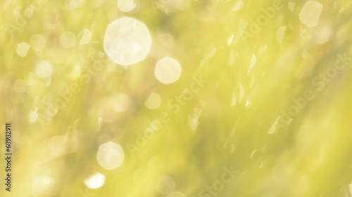 Defocused abstract nature background with bokeh. HD