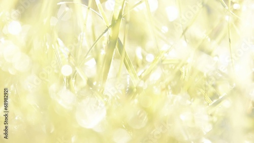 Defocused abstract nature background