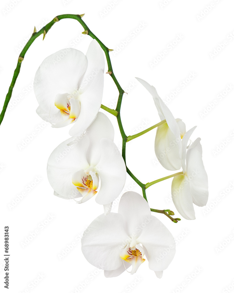 Seven day old white orchid isolated on white background.