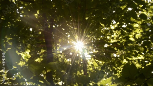 Camera zoom in to bright sun shining on summer day in forest.