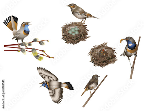 Life of bird