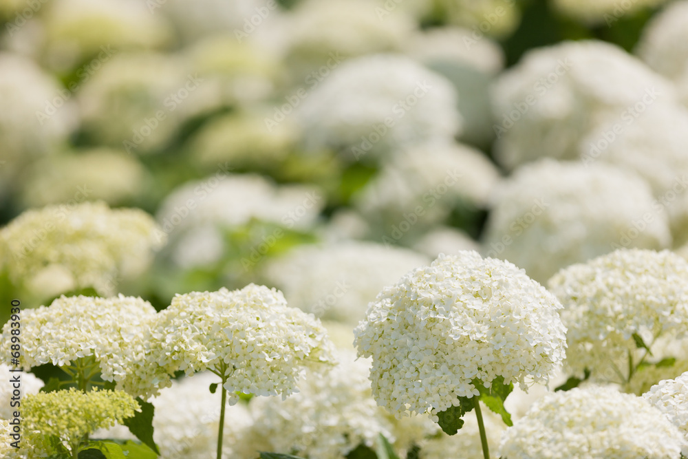 アジサイの花 アジサイの花