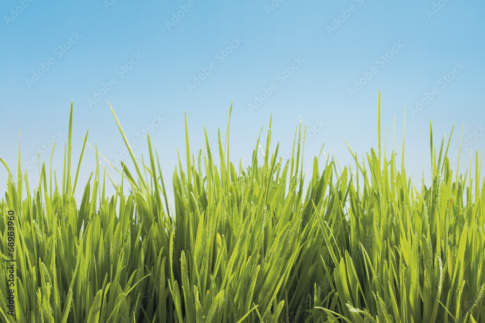 Gras auf blauem Hintergrund