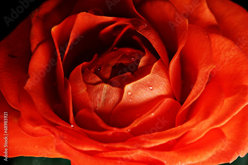 red rose flower macro