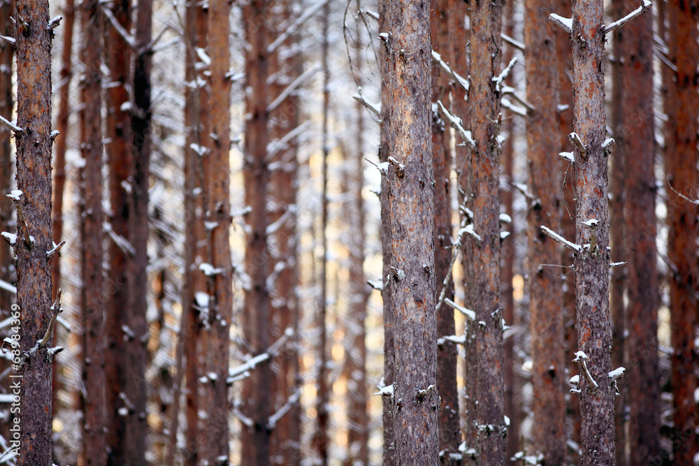 Obraz premium texture of pine trunks winter forest