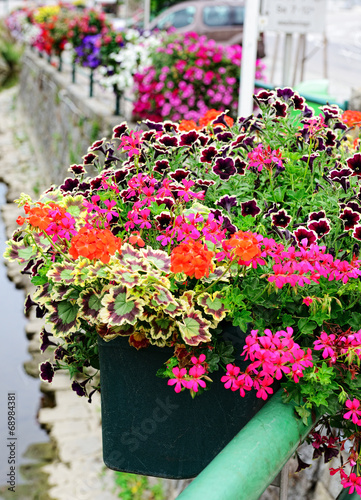 Fototapeta Naklejka Na Ścianę i Meble -  geranium and petunia