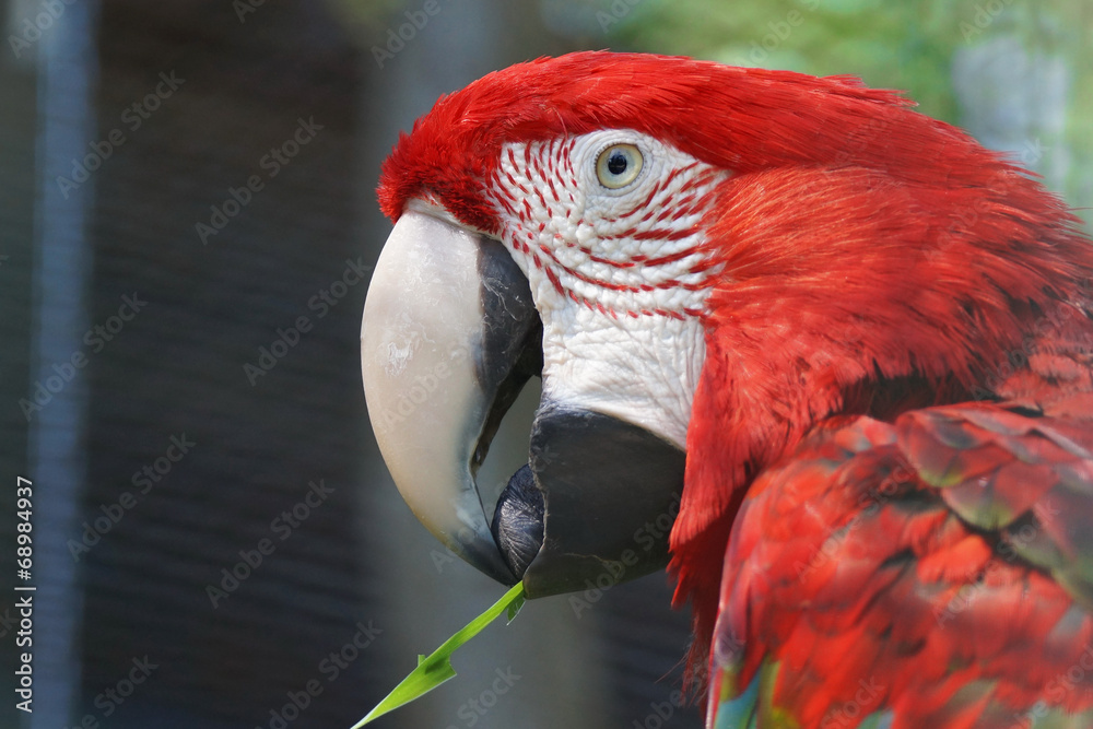 Closeup of a beautiful red  macaw