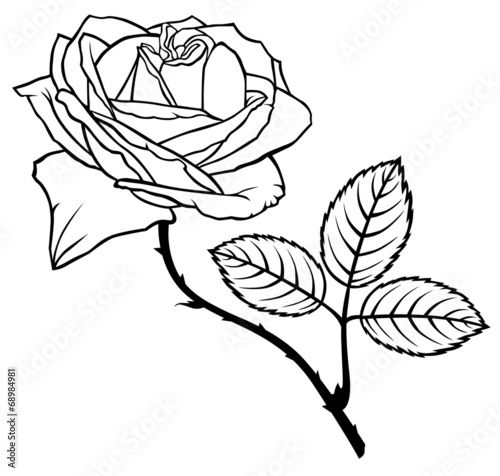 Rose flower