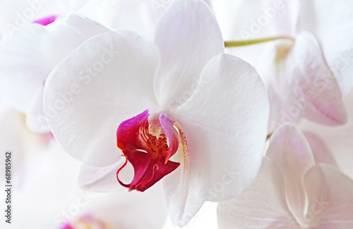 White Orchid`s Flowers photo