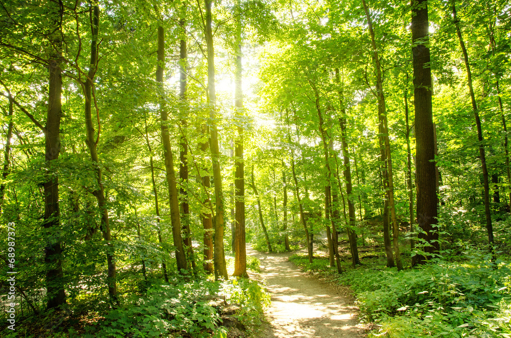 Fototapeta Piękny las z porannym słońcem