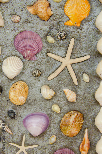 Starfish and shells to decorate on cement wall