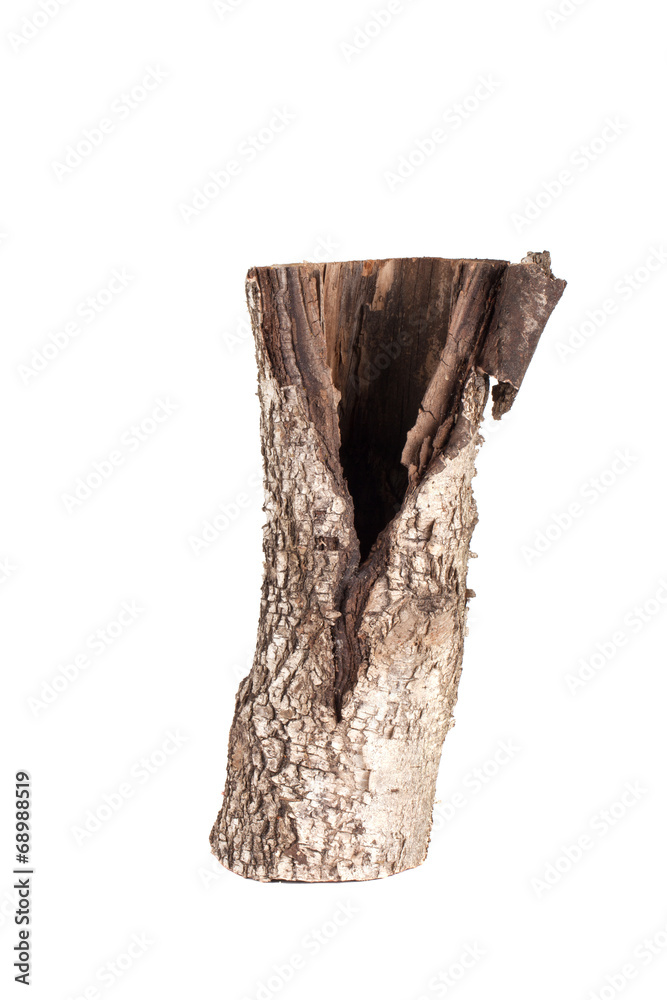 Obraz premium old cracked stump of the birch isolated on white background