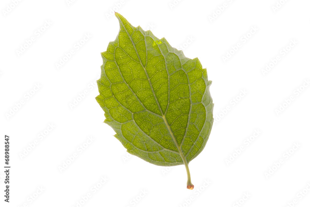 Fototapeta premium green leaf isolated on white background