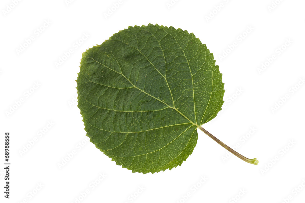 Obraz premium green leaf isolated on white background