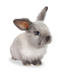 grey rabbit on a white background