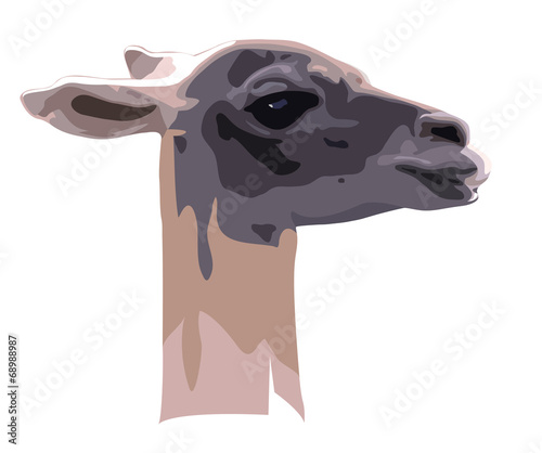 head of camel guanaco
