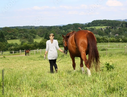 Pferd auf der weide