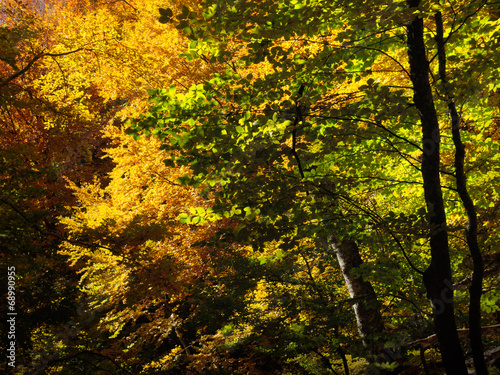Autumn beautiful forest