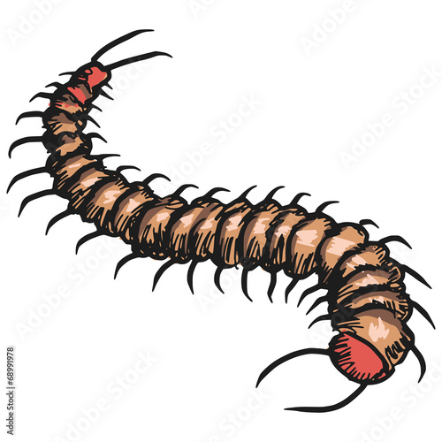 Canvas Print centipede