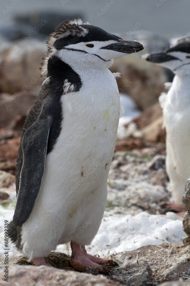 Fototapeta premium Antarctic penguin Chinstrap or that standing on the rocks in the
