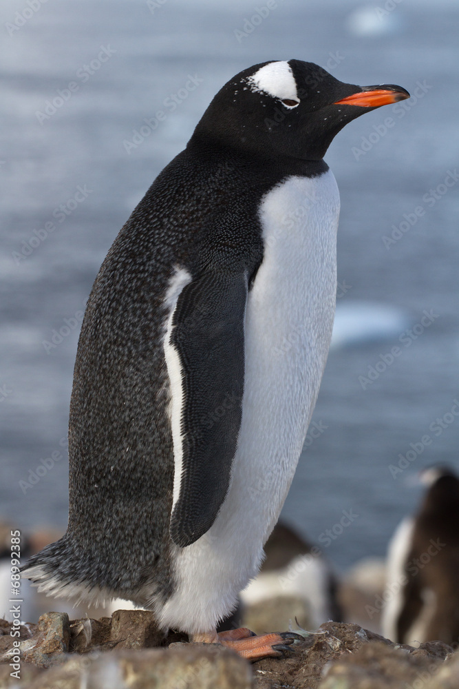 Obraz premium Gentoo penguin fall after molting to have not regrown tail