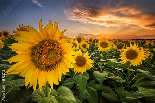 Beautiful sunset over a sunflower field photo