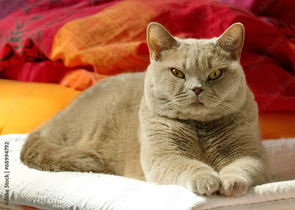 Obraz premium Lilac british shorthair