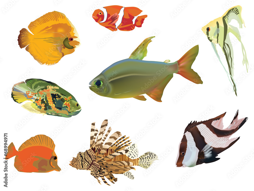 Naklejka premium eight color fish collection on white