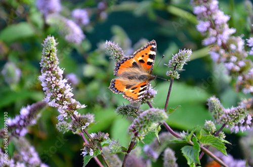 Camberwell butterfly - flying insect