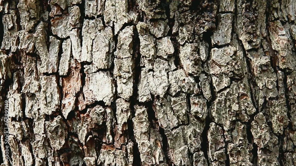 Close up of pear tree bark
