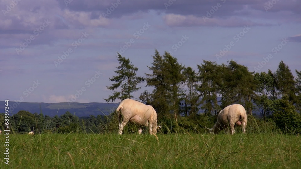 Low angle, sheep in the hills Low angle, sheep in the hills