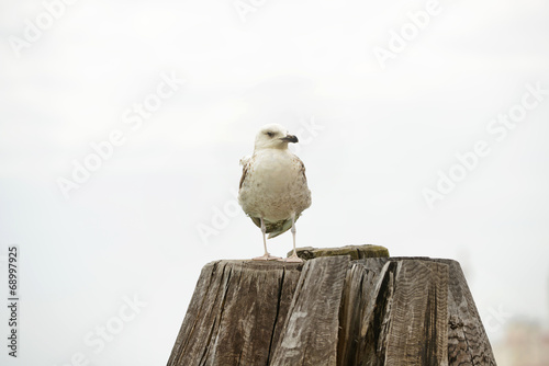 Gabbiano photo