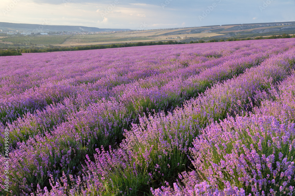Obraz premium Lawendowe pole na tle chmur i gór