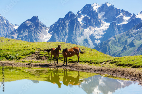Canvas Print Horse in mountains