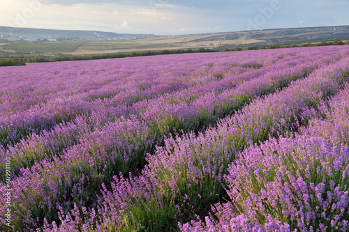 Lavender field on a background of clouds and mountains