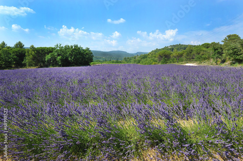 Provenza - lavanda