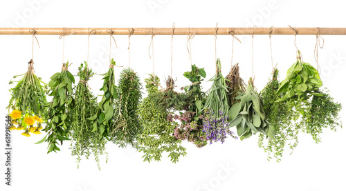 fresh herbs hanging isolated on white. basil, rosemary, thyme, m