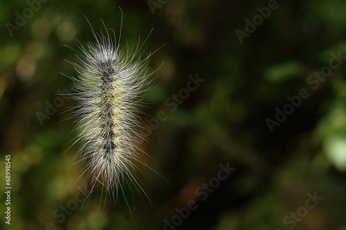 Caterpillar