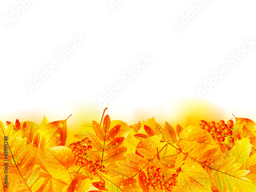 Autumn banner template with maple leaf.
