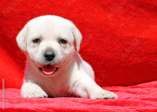 happy yellow labrador puppy portrait on red