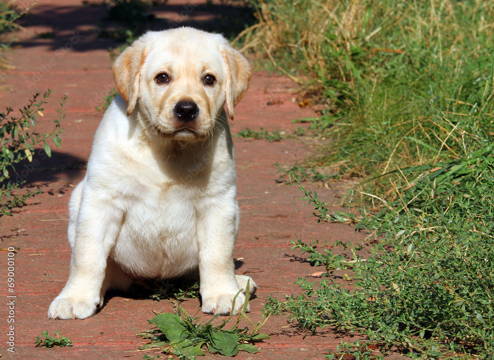 happy yellow labrador puppy portrait in the garden happy yellow labrador puppy portrait in the garden