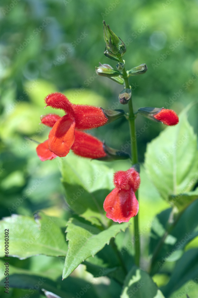 Belize Salbei, Salvia miniata,